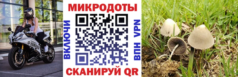 Псилоцибиновые грибы прущие грибы  Багратионовск 